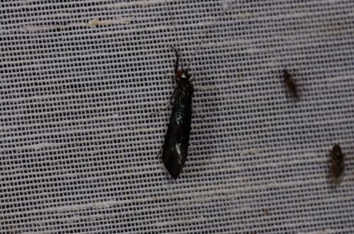 Réf. 249 613 : Mystacides sp.